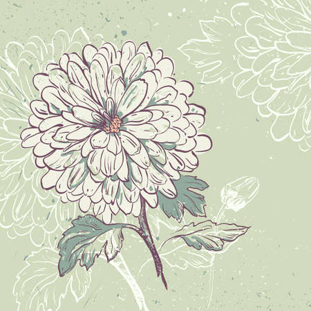 Blooming Chrysanthemum. Floral background  with space for your messageのイラスト素材
