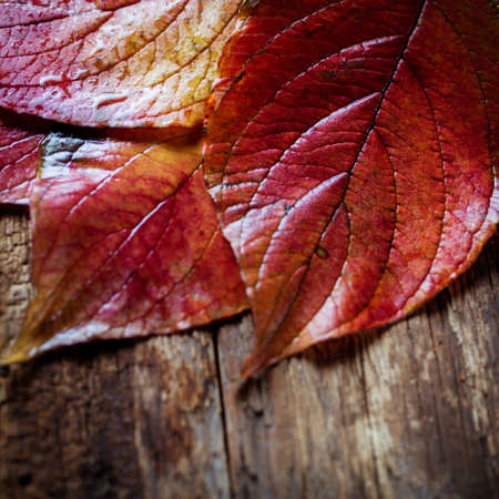 autumn colorful leaves