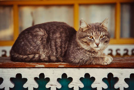 Gray cat resting. Selective focus. Toned image. Close-upの写真素材