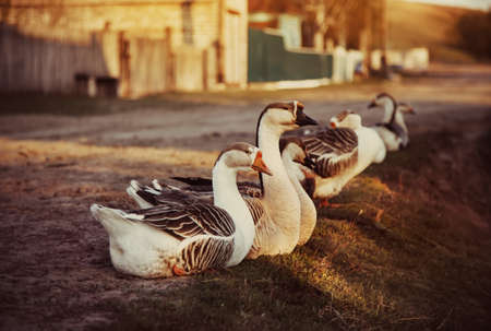 Domestic geese in the village street.の写真素材