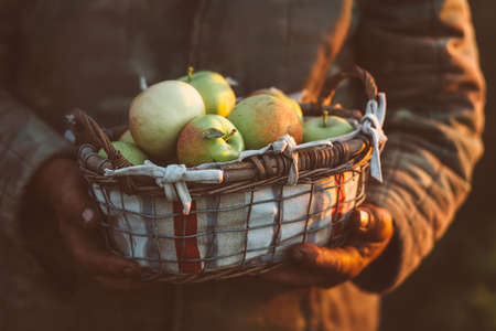 Harvest apples. Farmer holding harvested apples in a basket.の写真素材