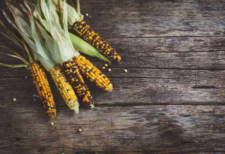 Raw Organic Corn Ready to Cook. Food background concept with copyspaceの写真素材
