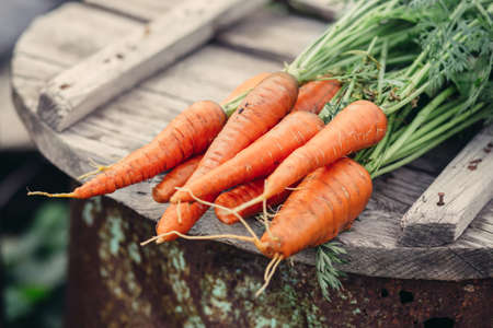 Organic carrots on a wooden surface, farm foodの写真素材