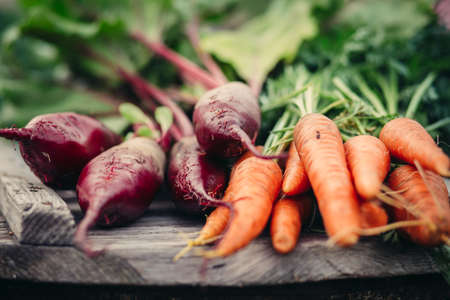 Rustic Fresh harvest of carrots. Healthy vegetables closeupの写真素材
