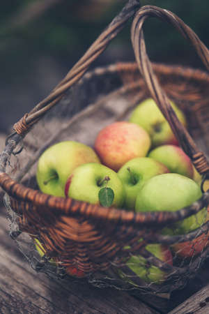 Organic apples in a basket. Healthy eating.の写真素材