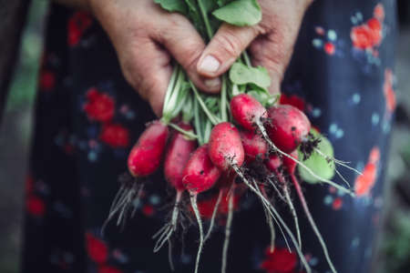 Red radish in hand while harvesting. Organic vegetables. Healthy food.