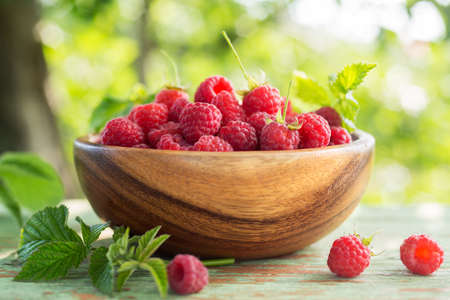 Freshly Picked Raspberries in a bowl in the garden. Closeup