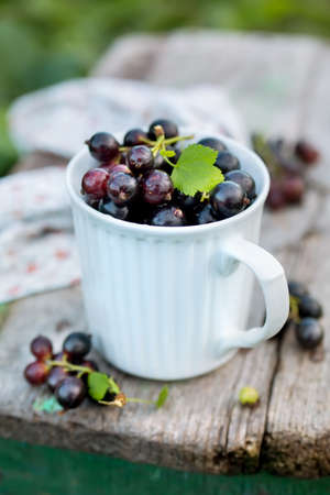 Freshly picked blackcurrants in a mug in the garden. Rustic style and natural light.の写真素材