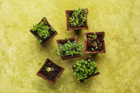 Different potted seedlings growing in biodegradable peat moss pots. Top view.の写真素材