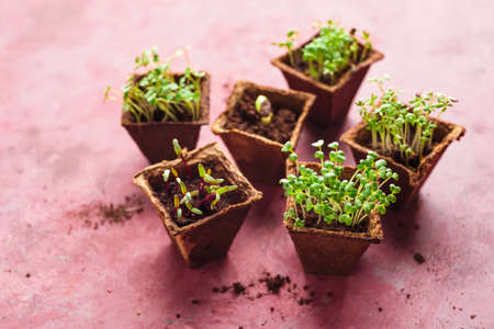 Different potted seedlings growing in biodegradable peat moss pots. Selective focusの写真素材