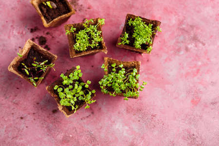 Seedlings in containers. Top view.の写真素材