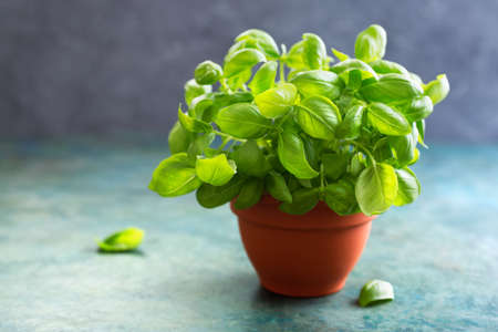 Fresh Basil in a clay pot, selective focus.の写真素材
