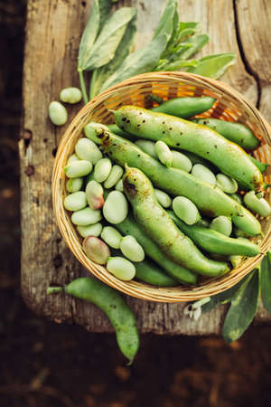 Fresh green broad beans in the open air. Healthy food. Top view.