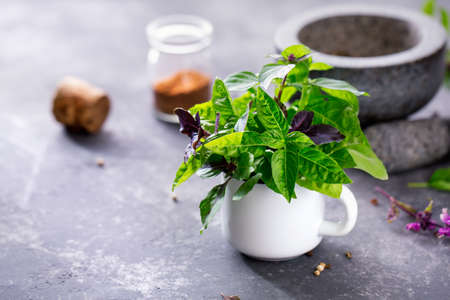 Green and purple Basil in a white mug, selective focus. Food background with copy space.の写真素材