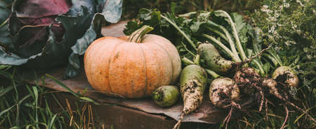 Organic raw vegetables in an autumn garden, selective focus.の写真素材