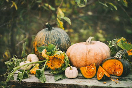 Organic raw pumpkins in an autumn garden. Harvest of pumpkinsの写真素材