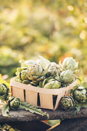 Organic raw artichokes in a garden. Harvest of Artichokes.の写真素材