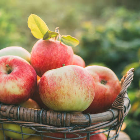 Fresh ripe apples in the basket. Organic fruit. Closeupの写真素材