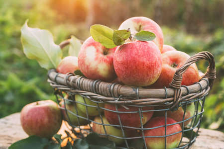 Fresh ripe apples in the basket in the open air. Healthy foodの写真素材