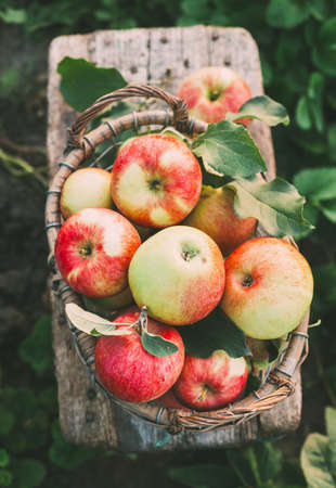 Fresh ripe apples in the basket. Concept for healthy eating and nutrition.の写真素材