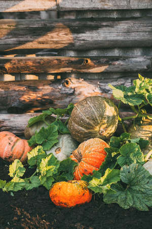 Freshly picked pumpkins, Selective focus. Autumn backgroundの写真素材