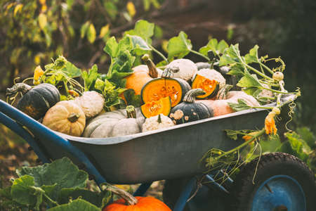 Freshly picked pumpkins in the garden, Autumn backgroundの写真素材