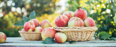 Organic apples in a baskets on the background of the garden. Shallow depth of fieldの写真素材