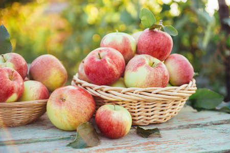 Organic apples in a baskets in the garden. Shallow depth of fieldの写真素材