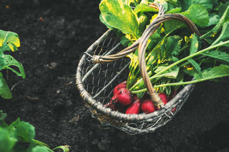 Fresh red radishes with leaves in a basketの写真素材