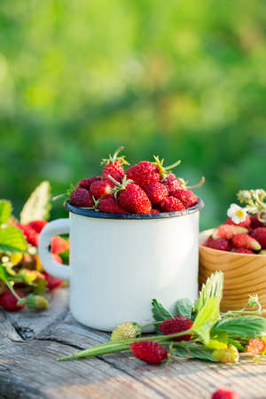 Wild strawberry in a mugの写真素材