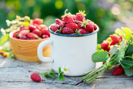 Wild strawberry in a mugの写真素材