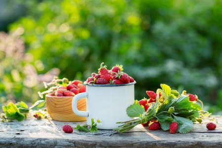 Freshly picked strawberries in a mugの写真素材