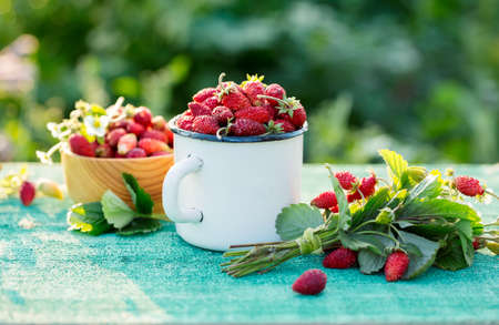 Fragrant wild strawberryの写真素材