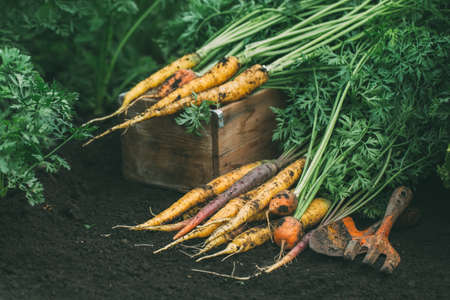 Organic carrots of different varieties in the garden.の写真素材