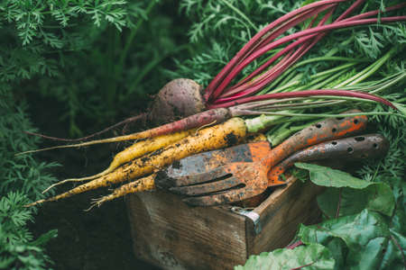 Harvest beets and carrots. Farm vegetables.の写真素材