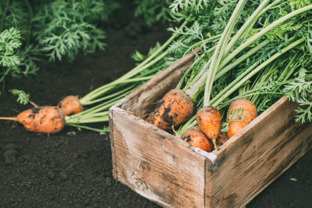 Organic carrots in a wooden boxの写真素材