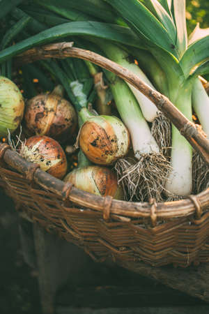 Freshly Picked Onions and leeks.の写真素材