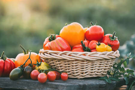 Ripe colorful tomatoes in a basket. Organic food.の写真素材