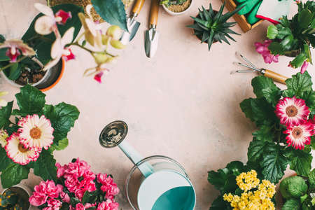 Gardening tools and different flowersの写真素材