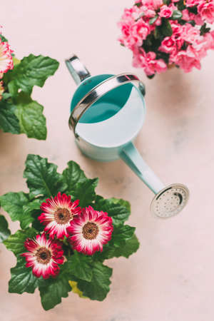 Watering can with pink flowers.の写真素材