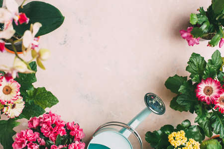 Gardening tools and different flowers, top view.の写真素材