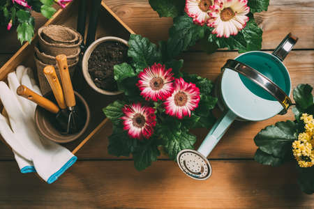 Gardening tools and different flowersの写真素材