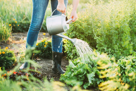 Woman watering salad in the garden.の写真素材