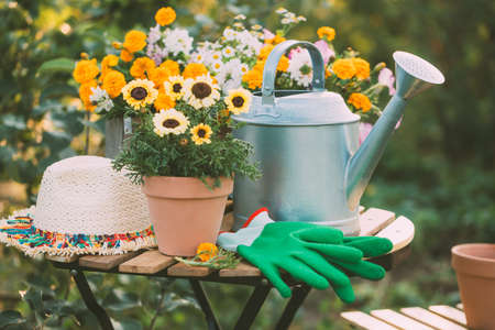 Various potted flowers and a metal watering can on the garden table. Selective focus.の写真素材