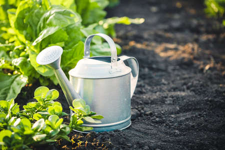 Metal watering can on the ground in the garden next to the green saladsの写真素材