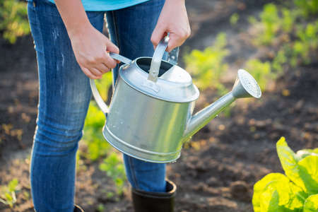 Watering herbs in the garden. Plant cultivation. Summer timeの写真素材