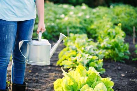Growing of ecologically clean plants. Lifestyle, Hobbies.の写真素材