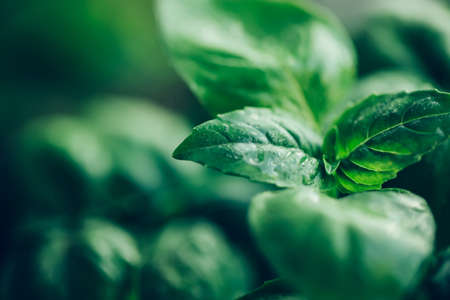 Basil leaves close-up. Small depth of field.の写真素材