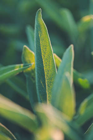 Aromatic common sage leaves growing in a garden. Sage plant. Salvia Officinalis. Close up.の写真素材