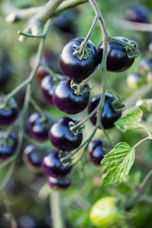 Black cherry tomatoes on a branch in the garden.の写真素材